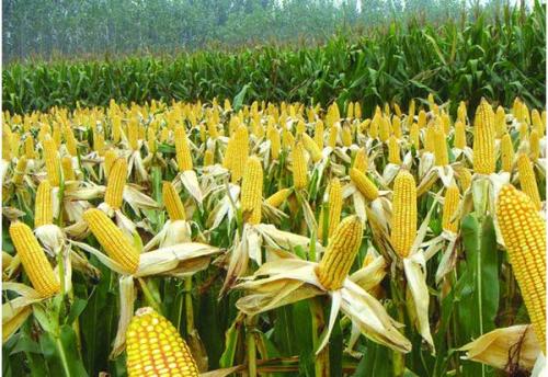 种植玉米的土壤条件