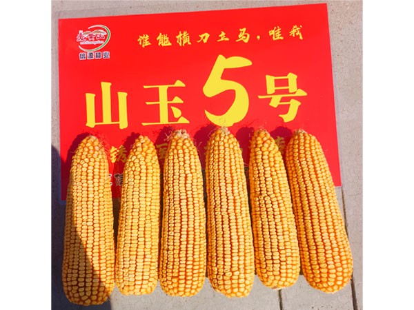 山玉5号